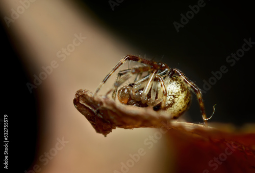 Parasteatoda tepidariorum, the common house spider or American house spider closeup. photo