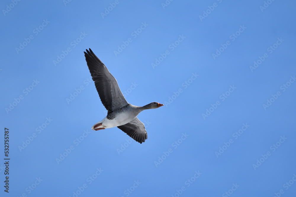 Obraz premium Greylag goose or graylag goose (Anser anser) flying in the blue sky.