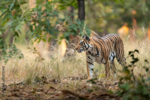 wild bengal female tiger or panthera tigris tigris on prowl in morning for territory marking in natural scenic background at pench national park forest or tiger reserve madhya pradesh india asia