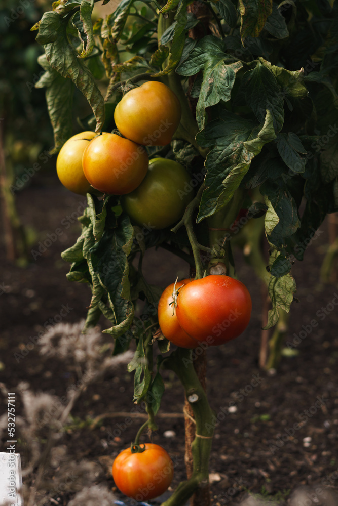 Fresh tomatos growing on a green vine Fresh tomatos growing on a green vine