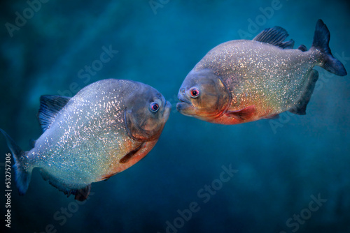 Red-bellied piranha. Pygocentrus nattereri