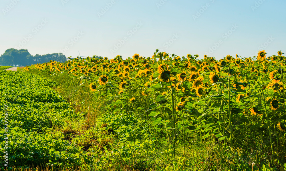 Obraz premium Sunflowers growing in a green grassy field in bright sunlight at fall, Almere, Flevoland, The Netherlands, September, 2022