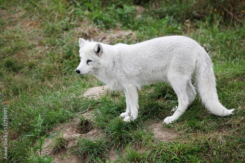 Arctic fox in the nature