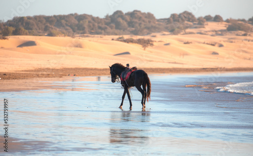 A lonely brown horse walking by the sea