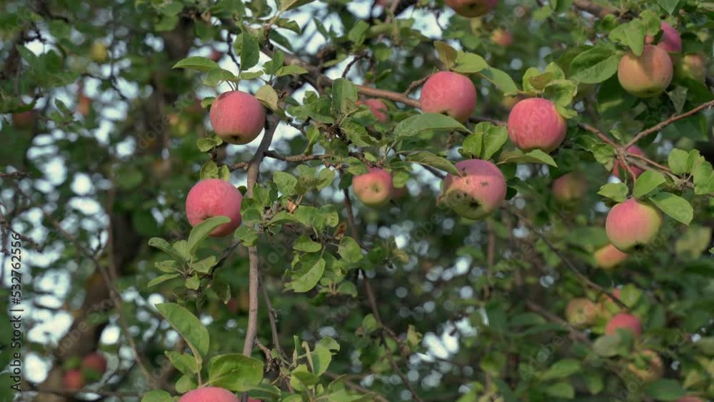 Organic apples. Fruit without chemical spraying. Orchard. Organic apples. Fruit without chemical spraying. Orchard.