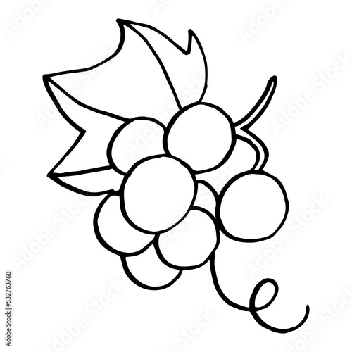 Set of grapes sketch. Hand drawn grape bunches. Decorative doodles in vector illustration. For icon, sticker, logo, wine. 