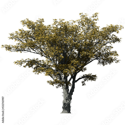 American Elm Tree     Isolated Front View