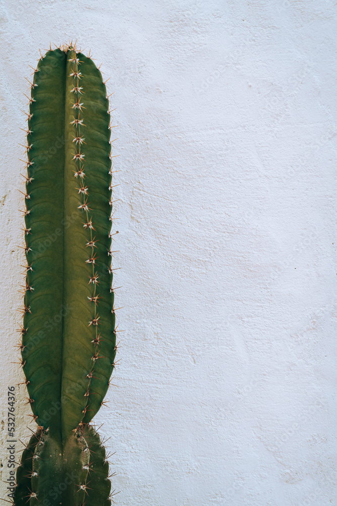 Cactus, Natural aesthetic shot of succulents close up, green plant texture.