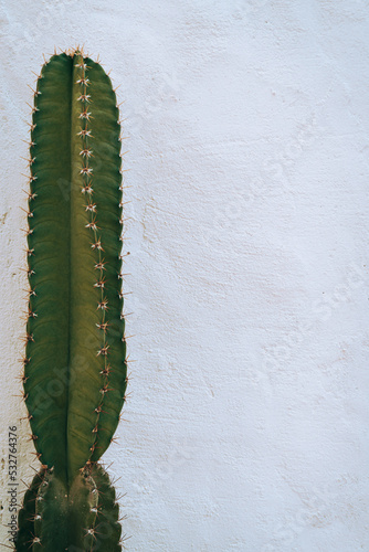 Obraz na płótnie Cactus, Natural aesthetic shot of succulents close up, green plant texture. w salonie