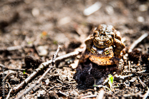 Fotografija Close up of tender mating frogs hugging or cuddling each other to ferilize the female egg