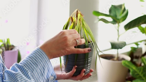 Woman hands holding dried houseplant, raising withered green and turned yellow palm leaves standing in room at home.Indoor plants diseases disorders identification and treatment.Unsuitable conditions.