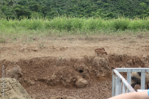 cute pigs are  playing around in the Zengwen Reservoir photo