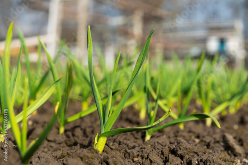 young green sprouts of winter garlic grow from the ground in spring