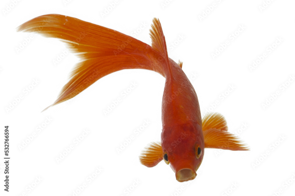 Fototapeta premium Goldfish