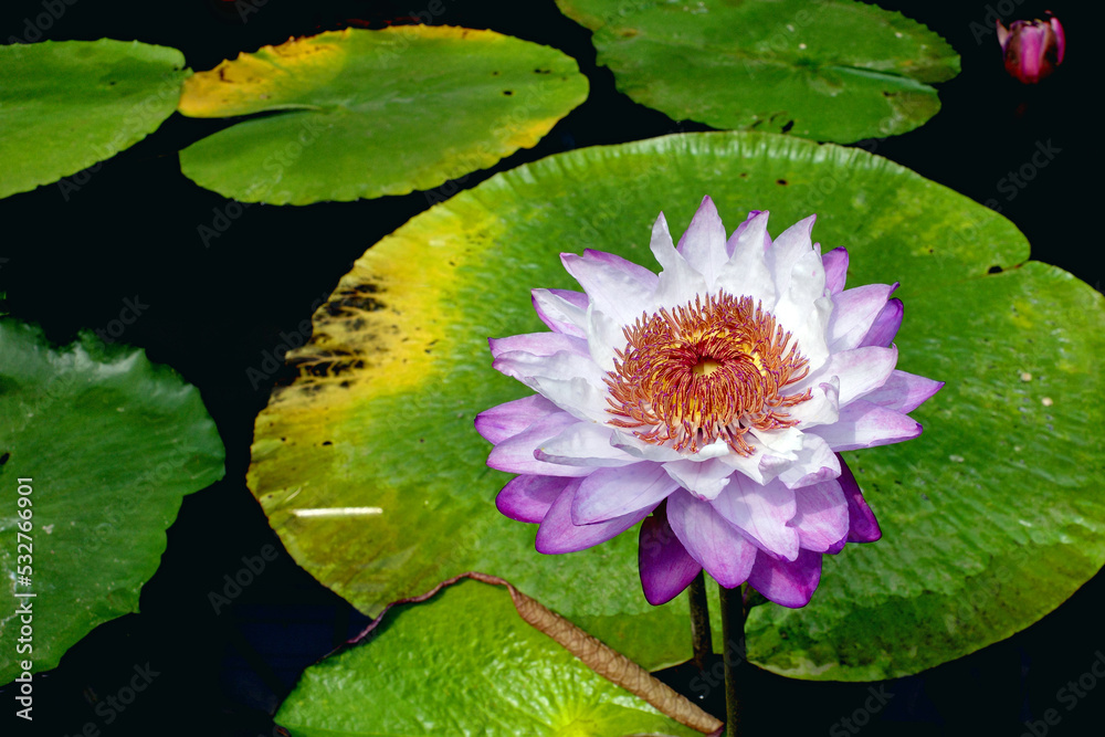 blooming water lily in pond