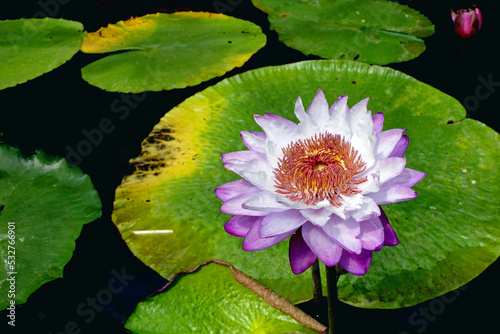 blooming water lily in pond