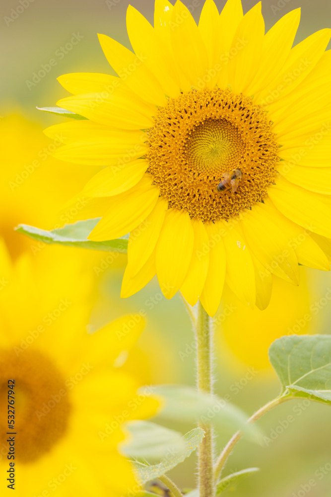 Obraz premium ひまわりとミツバチ