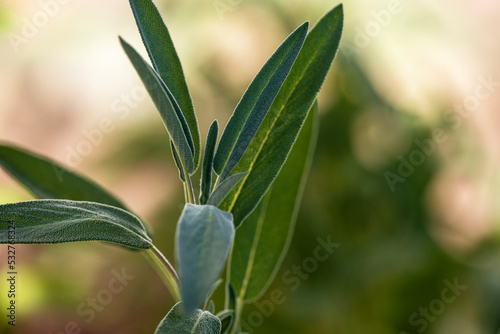 close up of leaves  nacka sverige swedemn