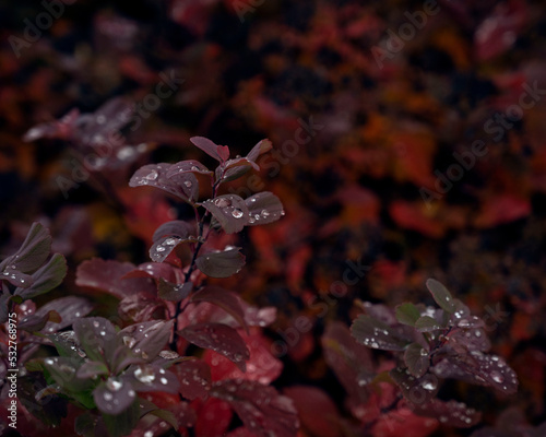 raindrops on grass leaves