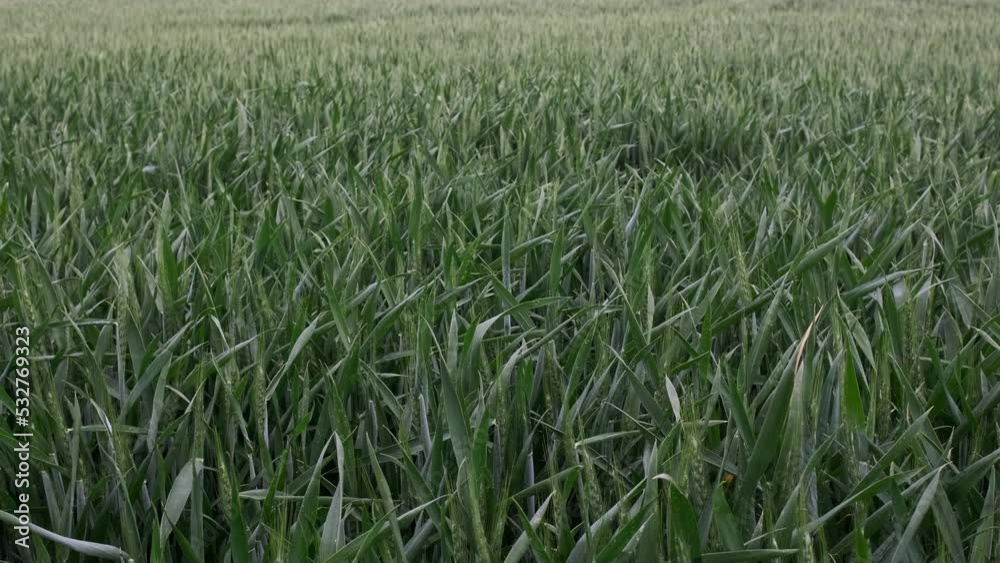 Levels of young wheat. Young Wheat Ears.