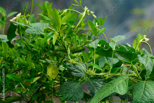 herbs in a garden