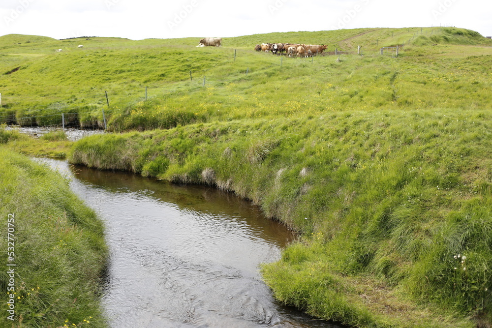 cows in the green meadows of iceland