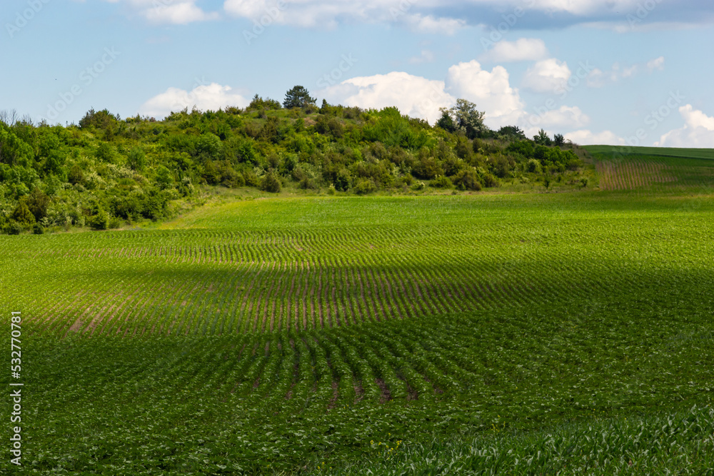 Green field of sunflower maturation, agricultural landscape. Non-flowering plant. Sunflower plantations at sunset. Against the backdrop of the sun. Young sunflower flower