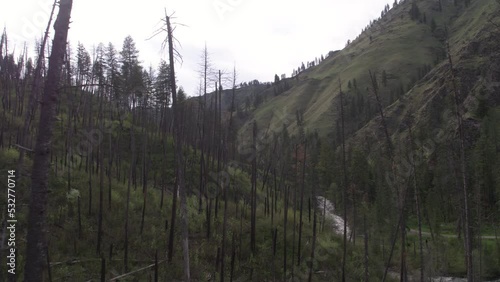 Low aerial through burned pine trees in burn area of Idaho's national forest in summer with green hillsides and creek in background photo