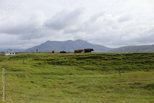 cows in the green meadows of iceland
