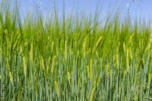 Early summer wheat crop blowing in the breeze .Traditional green wheat crops unique natural photo .Young wheat plants growing on the soil © Oleh Marchak