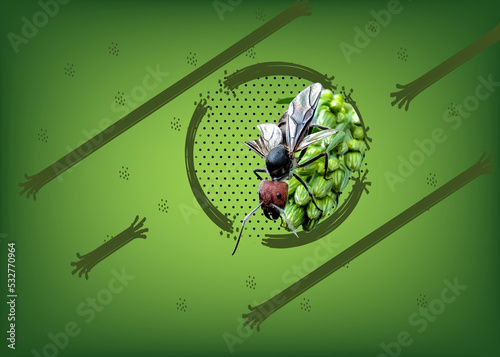 an insect at the end of a plant