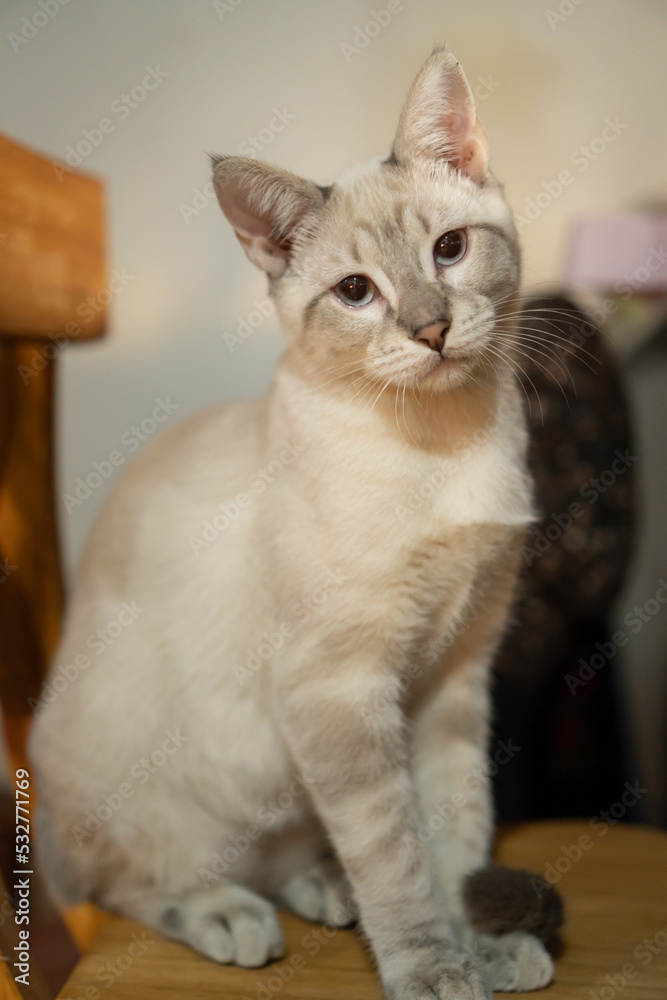 young white cat looking sadly at the camera