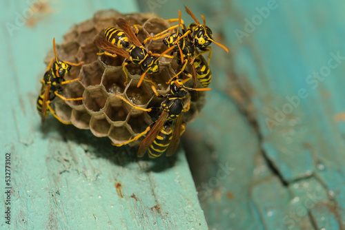 Wasp hive with wasps on a wooden door, Kharkiv, Ukraine