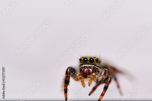 Jumping Spider (group Salticidae)