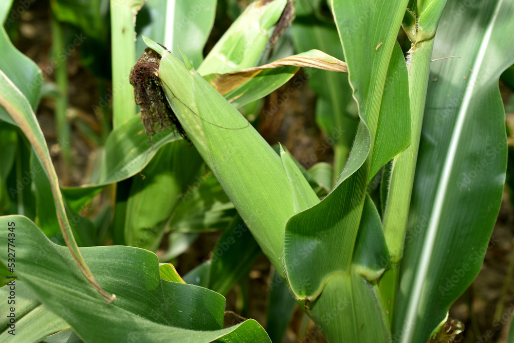 The picture shows a corn cob growing on a corn stalk and wide leaves. The picture shows a corn cob growing on a corn stalk and wide leaves.