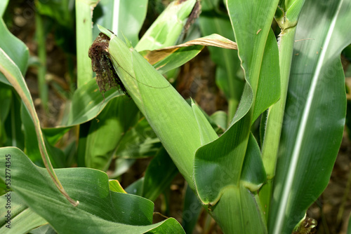 The picture shows a corn cob growing on a corn stalk and wide leaves.