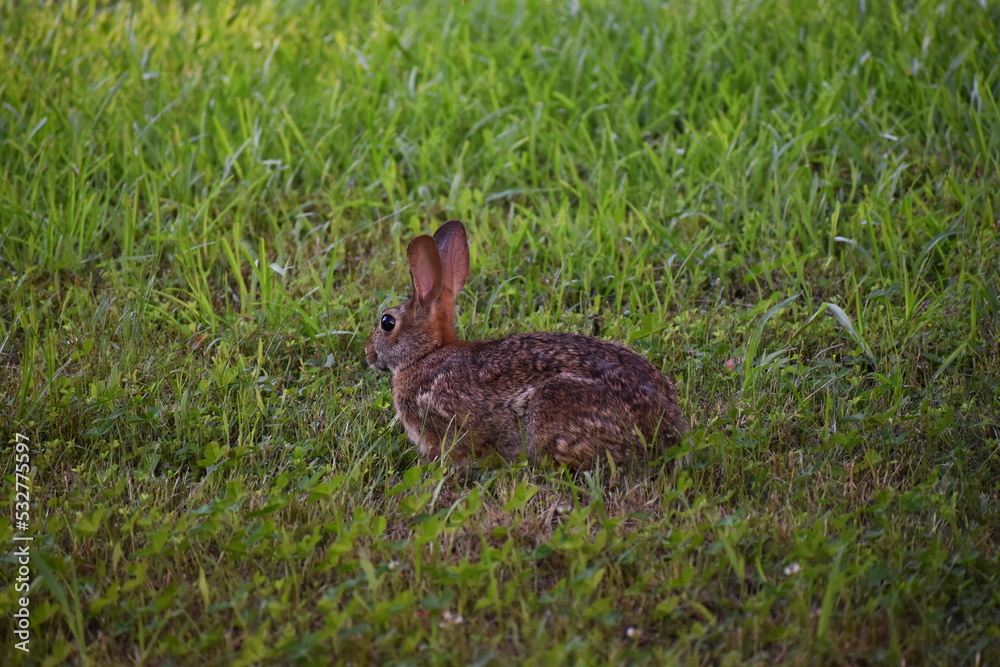Fototapeta premium A juvenile brown rabbit in the grass