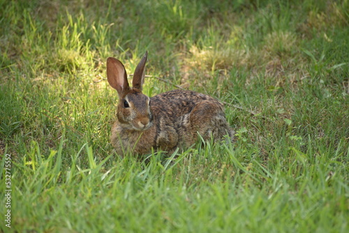 An adult rabbit in the grass