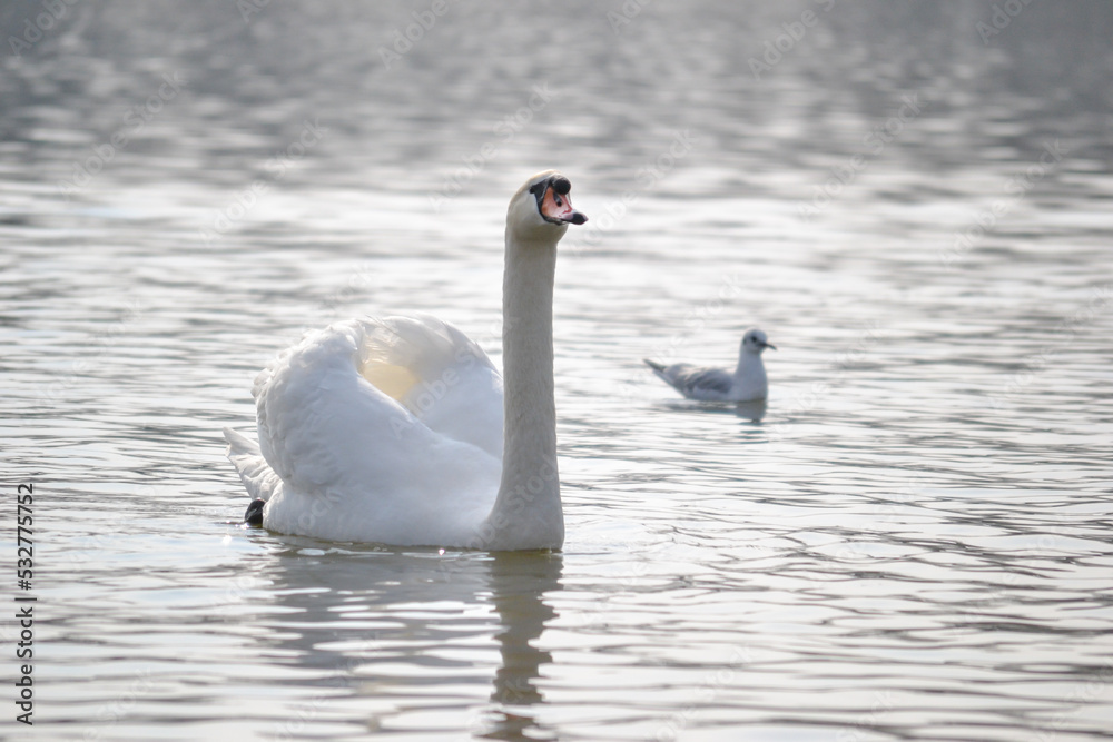 Fototapeta premium White swan is float on water.