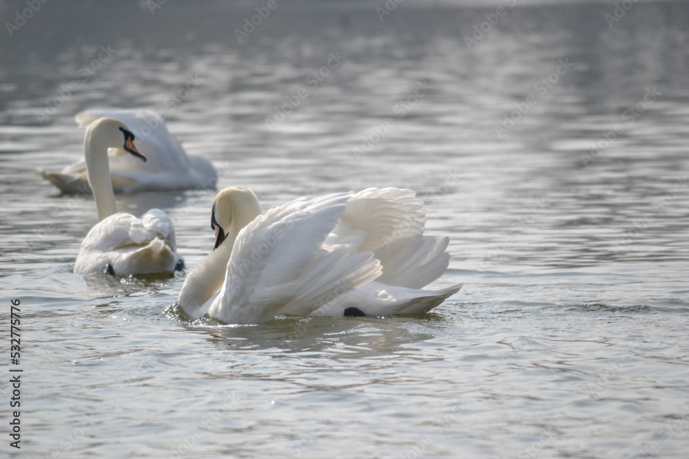 A pair of white swans floats on the water. A pair of white swans floats on the water.