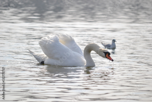 White swan is float on water.