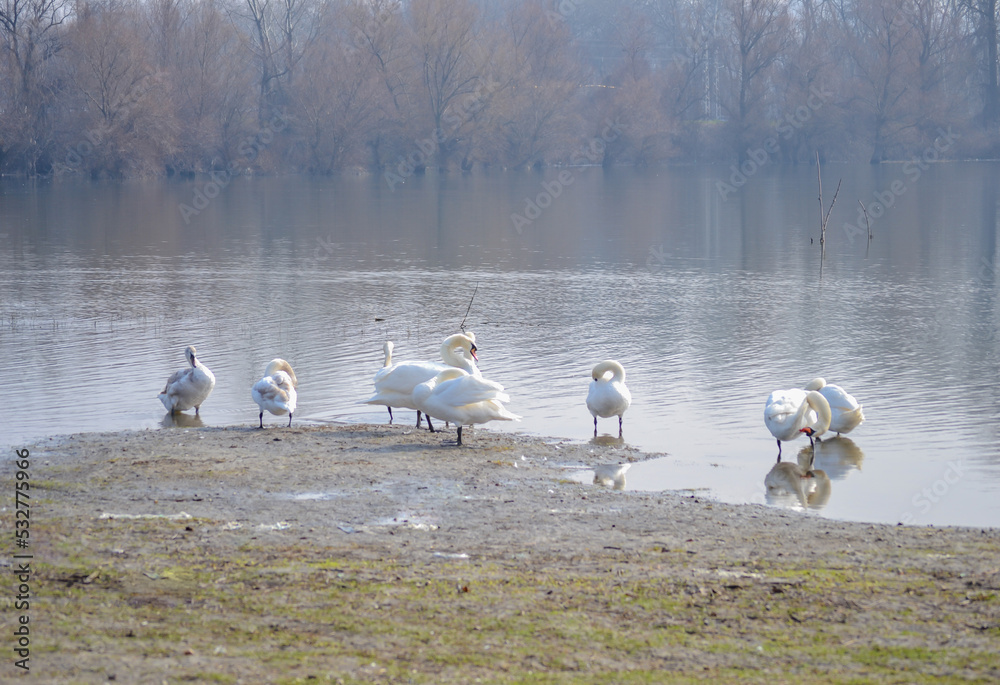 Obraz premium White swans on the shore of the lake.