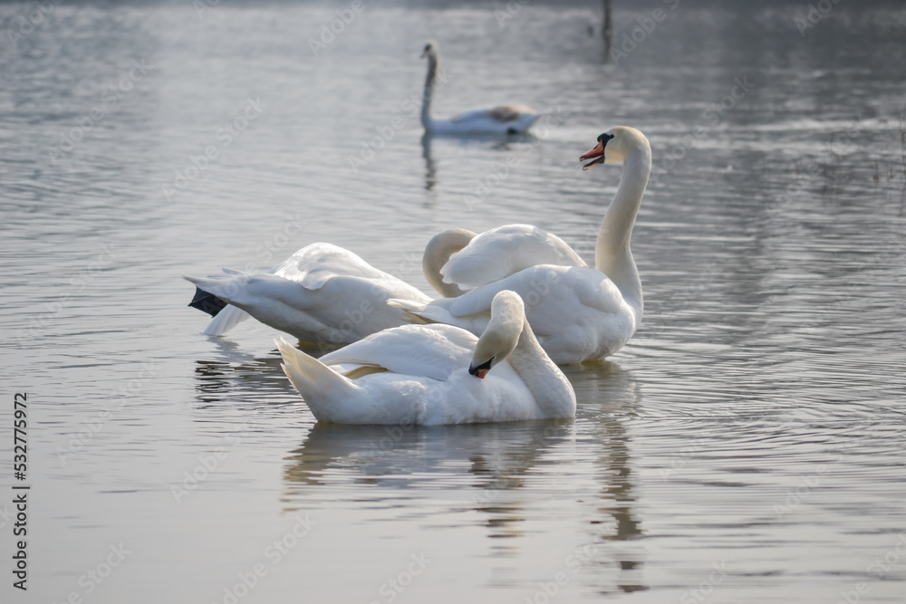 Obraz premium White swans on the shore of the lake.