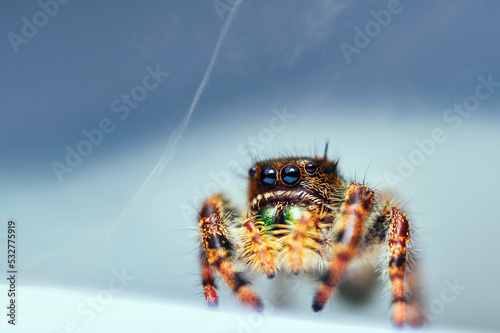 Jumping Spider (group Salticidae) 