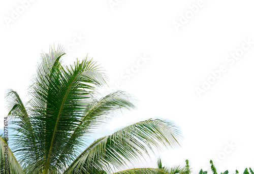 coconut leaves on a bright sky background blur or blurry © Chaisi