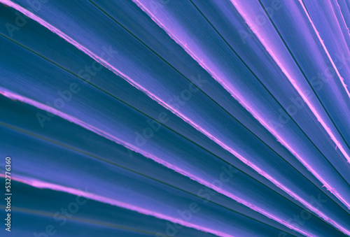 abstract soft focus pattern of tropical palm leaves background with glowing neon fluorescent light blue pink.concept for night party,pop fashion,vintage or retro design.