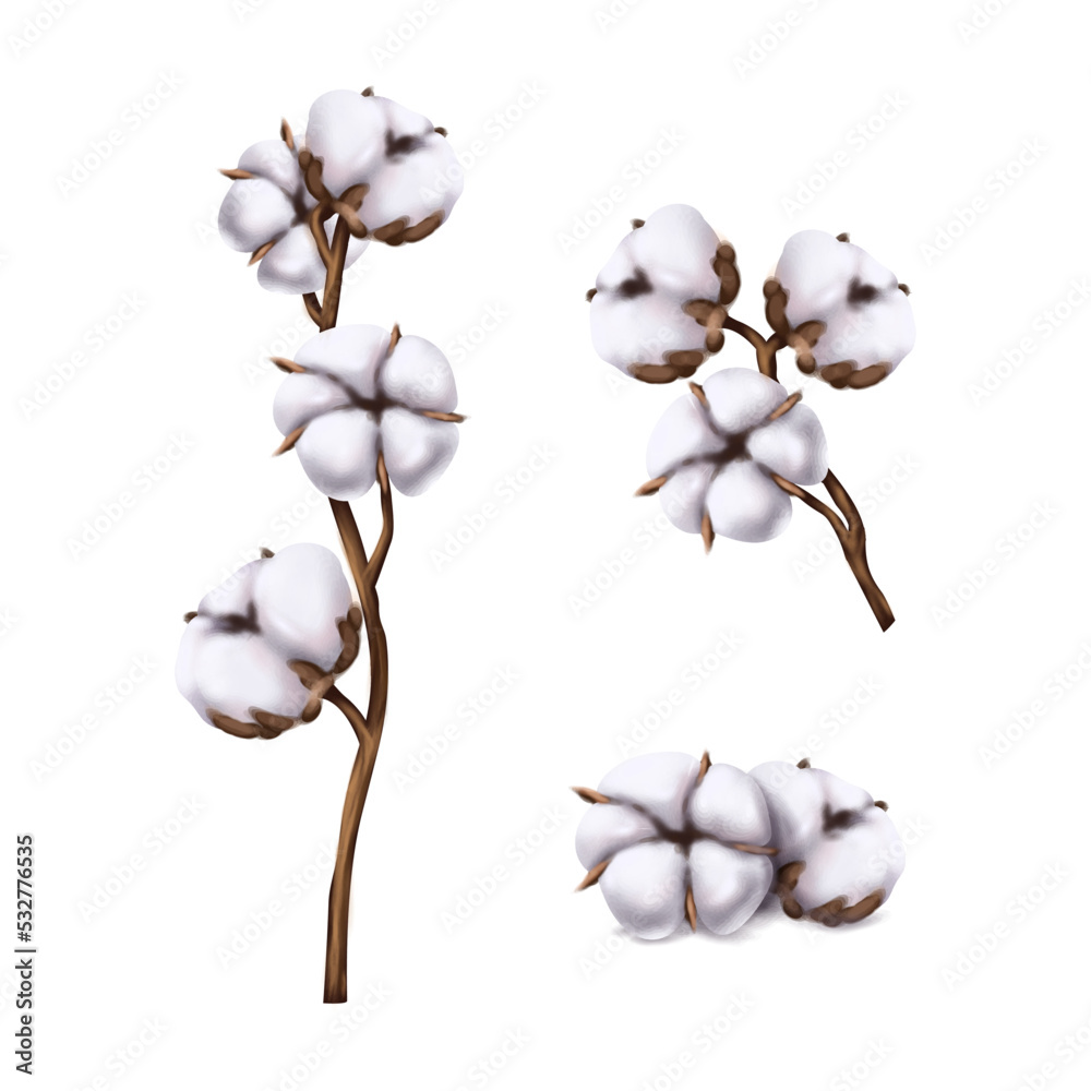 Vector realistic icon set . Cotton flower illustration. Isolated on white background. Vector realistic icon set . Cotton flower illustration. Isolated on white background.