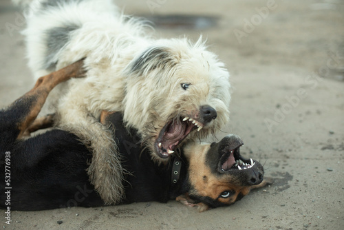 Dogs fight. Animal fighting. Pet bite. Fight of beasts. © Олег Копьёв