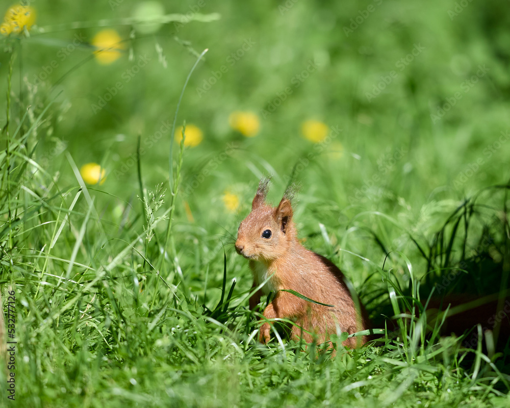 Small European squirrel in garden grass Small European squirrel in garden grass