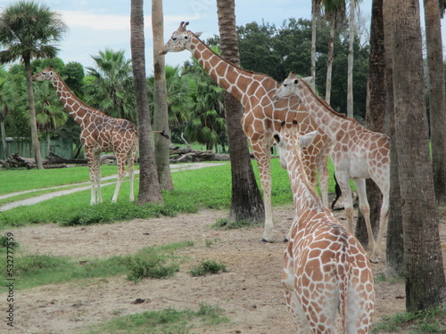 Four giraffes hanging out in the trees